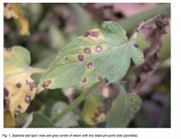Image result for Septoria leaf spot of tomato