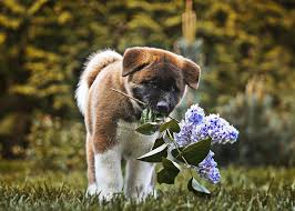 Find over 100+ of the best free dog with flowers images. Small Akita Inu Bokeh Puppy Dogs Pets Dog With Flowers Akita Inu Cute Animals Akita Inu Dog Akita Wi Digital Art By Artspace