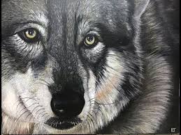 How To Draw A Wolf With Colored Pencils Speed Draw Video By Artsysoul Drawing Videos Colored Pencils Drawings