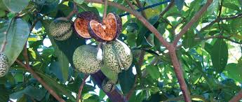 Image result for Voacanga africana