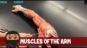 47.2 muscles of the left upper arm, viewed from the lateral aspect showing fasciocutaneous and musculocutaneous the lateral side of the upper arm below deltoid is supplied by perforating vessels from the middle biceps brachii derives its name from its two proximally attached parts or 'heads' (fig. Muscles Of The Arm Youtube