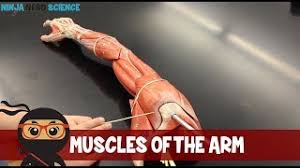 Muscles of shoulder and arm. Muscles Of The Arm Youtube