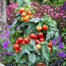 Das ist das neue ebay. Tomato Plants Grafted Tomato Plants