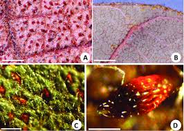 Image result for Rhynchosia galpinii