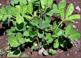 Image result for Arachis hypogaea