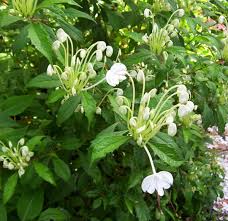 Image result for Clerodendrum incisum