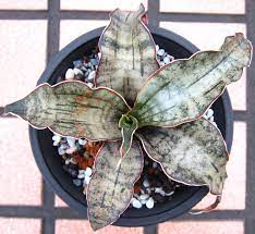 虎尾蘭sansevieria kirkii var pulchra coppertone 轉轉龜的養肉趣 痞客邦 sansevieria foliage plants planting flowers