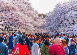 Cherry blossom festivals are held in such diverse regions as washington, vancouver, paris, stockholm, and spain's jerte valley. Japan In Spring Tips For Enjoying Cherry Blossom Festivals In Japan Live Japan Travel Guide