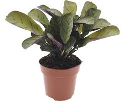 Image result for Ktenante Ctenanthe