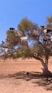 The Goat Tree Animal Gifs Animals Beautiful Funny Animal Videos