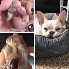 Why Does My Dog Lick Its Paws So Much Natural Dog Company