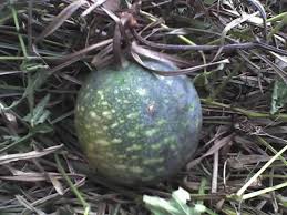 Image result for Lagenaria rufa