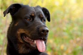 We did not find results for: Why Were Rottweilers Ears Never Cropped