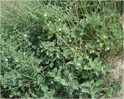 Image result for Pedalium