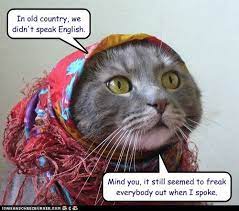 Lolcats Russia Russia Funny Animal Pictures Crazy Cats Animal Pictures