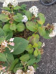 Check spelling or type a new query. Hydrangeas Forum Endless Summer Hydrangeas Turning Brown With Dark Spots On Leaves Garden Org