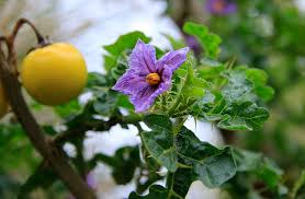 Image result for Solanum