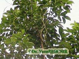 Image result for Stereospermum harmsianum