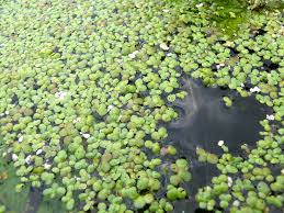 Image result for Lemna gibba