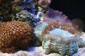 Image result for Sphaerella sp.