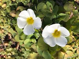 オキザリスの花言葉 意味や由来 たくさんの種類をご紹介 Greensnap グリーンスナップ