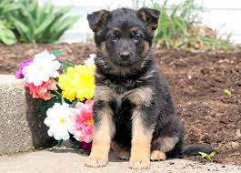 German shepherd puppies are often listed as one of the most popular puppy breeds in the united states. German Shepherd Dog Puppy For Sale In Mount Joy Pa Adn 71956 On Puppyfinder Com Gender Fem German Shepherd Dogs Puppy Puppy Golden Retriever German Shepherd