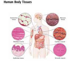 Types Of Tissue Study Of Biological Science Tissue Types Body Tissues Human Tissue