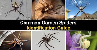 The black and yellow garden spider is commonly found near houses and in gardens. Garden Spiders Black And Yellow Spider Brown And More Pictures