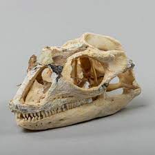 Real Rhinoceros Iguana Skeleton Skeleton For Sale Rhinoceros Iguana