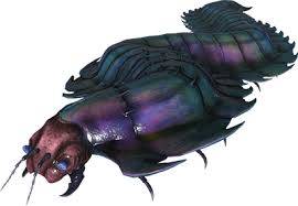 Image result for Arthraerua