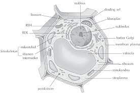 Gambar sel hewan hitam putih. Biologi Sel