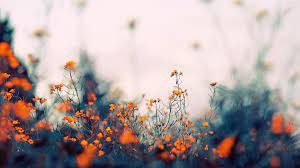 Desktop wallpaper yellow theme best wallpaper hd aesthetic. Macbook Aesthetic Wallpapers Wallpaper Cave