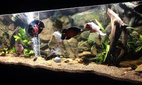 3d Amazon Background Setup Inside Large Fish Tank With Oscars We Do Made To Measure 3d Backgrounds To Fit Any Tank Si Oscar Fish Aquarium Aquarium Backgrounds