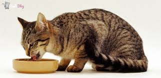 Kedilerde Sik Gorulen 5 Yeme Bozuklugu Ve Cozumleri Kedi Blog