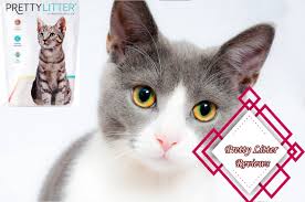 How much does prettylitter cost. Pretty Litter Reviews All About Pretty Litter Cat