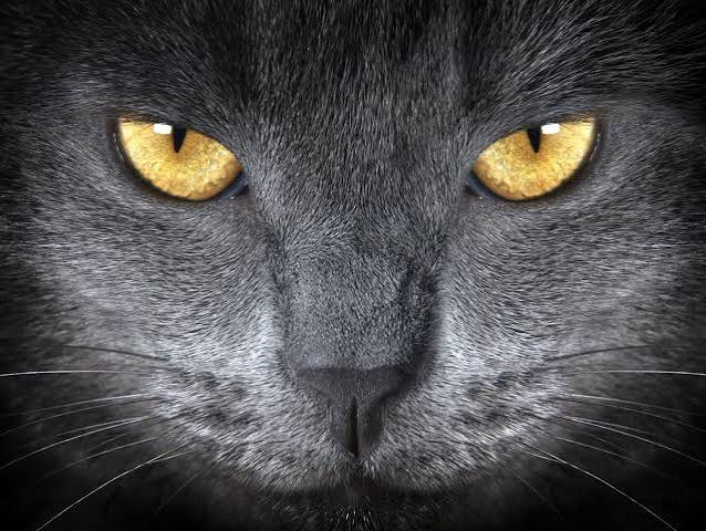 How cats see | zooplus Magazine