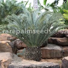 Image result for Encephalartos aplanatus