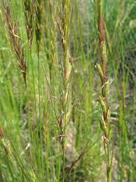 Image result for Trisetopsis elongata