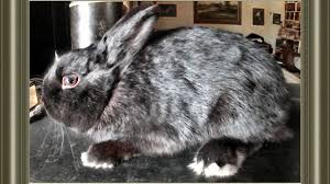 How long do pet rabbits live? How Long Do Rabbits Live Five Things To Keep Them Happy And Healthy Pethelpful