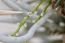 Image result for Microcoelia exilis