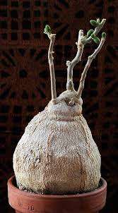 Image result for Pyrenacantha