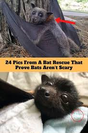 24 Pics From A Bat Rescue That Prove Bats Aren T Scary Pics Rescue Bat