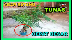 | selain sambal, air asam ini juga antara yang boleh kita buat stok simpan dalam peti ais. Download Bonsai Asem Jawa Dan Kelebihan Pohon Asem Jawa Mp3 Mp4 3gp Flv Download Lagu Mp3 Gratis