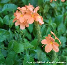 Image result for Crossandra infundibuliformis