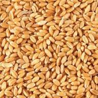 Common Common Natural Wheat Seeds at Best Price in Visakhapatnam | Akshita Sri Agro Foods Pvt Ltd