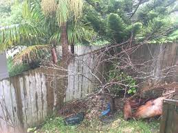 Check spelling or type a new query. Plum Tree No Leaves Gardening Landscaping Stack Exchange