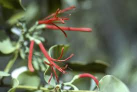 Image result for Loranthaceae