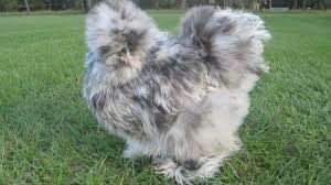 American Silkie Bukan Ayam Kapas Biasa Info Ayam Hias