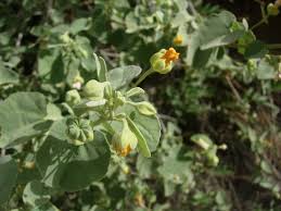 Image result for Abutilon sonneratianum