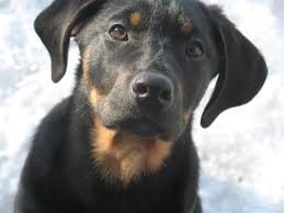 Black And Tan Catahoula Leopard Dog Black And Tan Catahoula Hound Puppy Hound Puppies Catahoula Leopard Dog Puppies